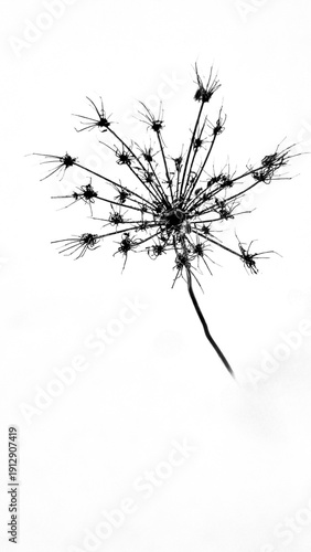 Canvas Print vertical close-up of a dry umbellate inflorescence of a herbaceous plant on a white background