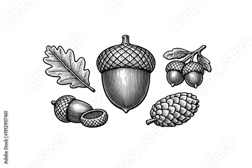 A collection of vintage-style woodcut illustrations featuring various acorns, an oak leaf, and a pine cone, all rendered in detailed black and white hatching on a solid black background.