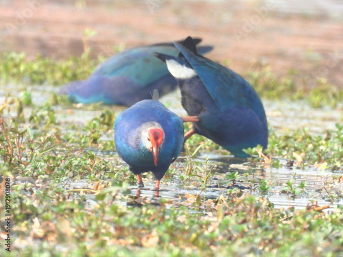 swamphen