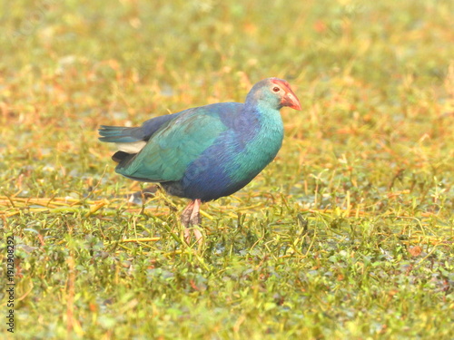 The purple swamphen--Purple swamphen
