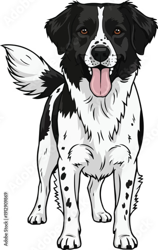 Stabyhoun dog standing happy panting smiling facing front