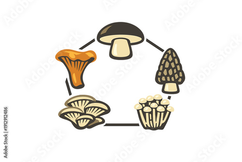 A stylized illustration featuring five different types of edible mushrooms arranged in a circular pattern on a black background, including morel, chanterelle, and oyster varieties.