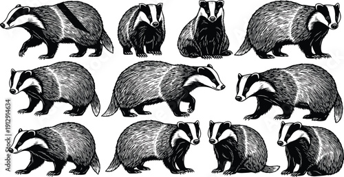 Set of Hand Drawn Black and White Engraving Style Badger Illustrations with Realistic Texture and Multiple Poses Isolated on White Background for Wildlife Design.