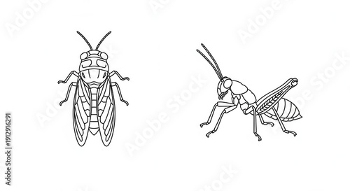 Cicada Insect Drawing: Top View and Side View Line Art