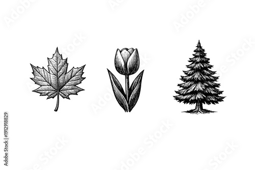Three detailed black and white illustrations of a maple leaf, a tulip flower, and a coniferous tree are arranged horizontally against a solid black background in a hand-drawn style.