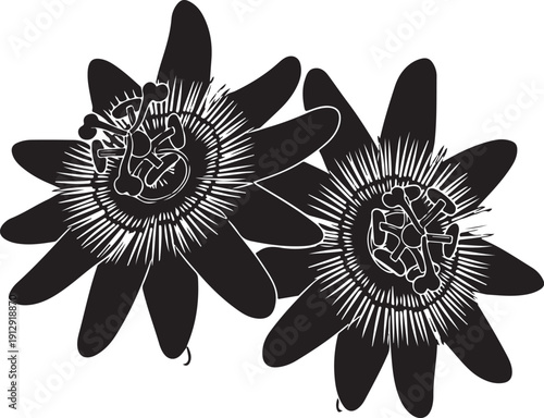 Black Passion Flower Silhouette Vector Illustration Isolated on White Background