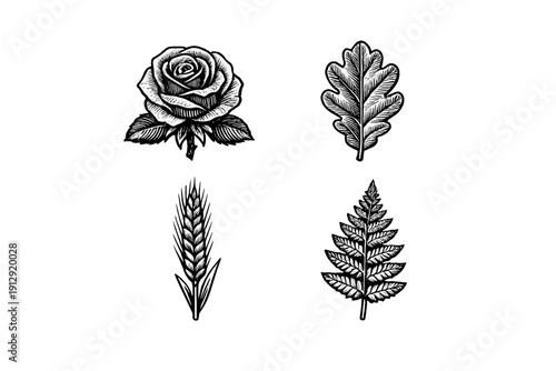 A collection of four white botanical illustrations on a solid black background, featuring a rose, an oak leaf, a stalk of wheat, and a fern frond in a detailed woodcut style.