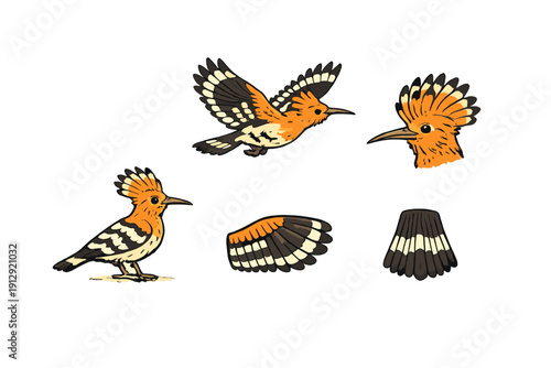 A collection of five illustrations featuring a hoopoe bird in various poses, including flying, standing, and detailed views of its head, wing, and tail against a black background.