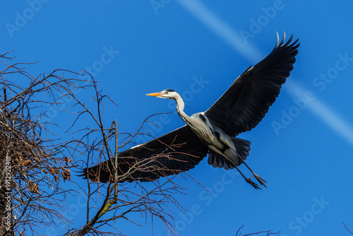Konstfotografi Graureiher (Ardea cinerea)