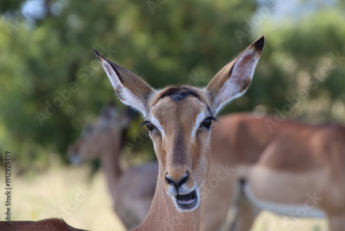Close-up of a female impala chewing while standing in savanna vegetation in Kruger National Park, South Africa. Natural daylight with shallow depth of field and soft background.