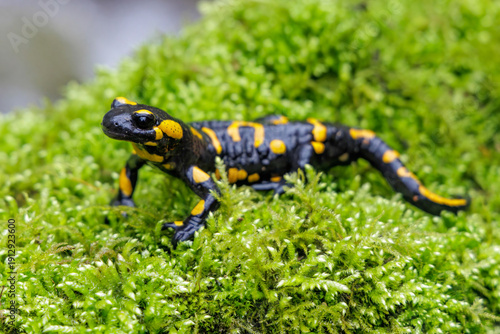 Feuersalamander (Salamandra salamandra)