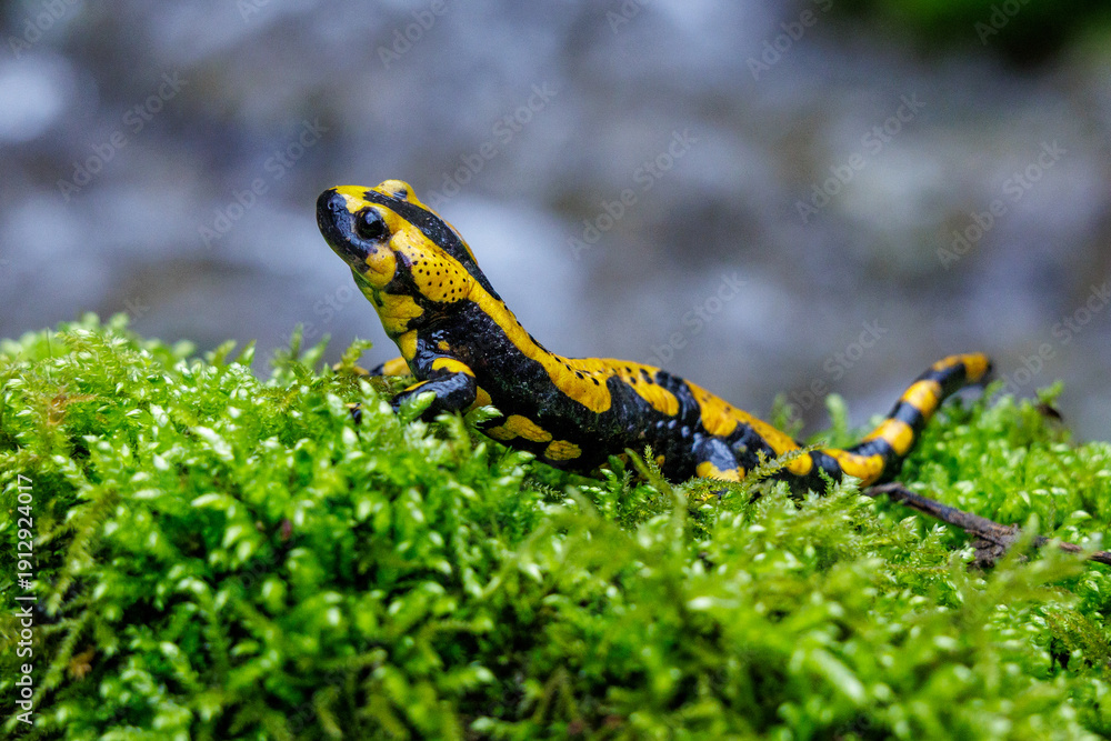 Fototapeta premium Feuersalamander (Salamandra salamandra)