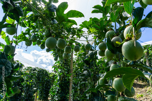 Abundant green gulupa fruits hanging from lush vines under a bright sky in a professional high-altitude tropical plantation.
