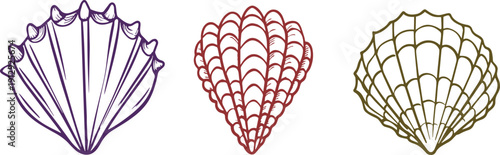 Collection of three stylized scallop seashell illustrations in color.