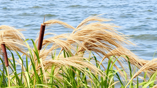 Strong wind on the seaside marches (lowlands maritime marsh). Cattail waves like a thick head hair. Narrow-leaved catoptric (Typha angustifolia)