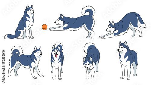 Collection of different poses and expressions of a Siberian Husky dog including sitting, playing, and stretching on a white ground.