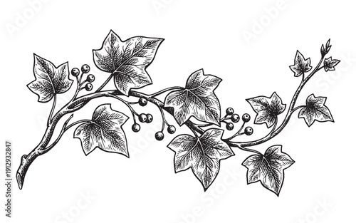 botanical illustration of a climbing ivy vine with lush leaves and berries. Hand-drawn engraving style.