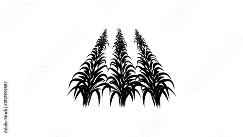 Sugar cane field, black isolated silhouette