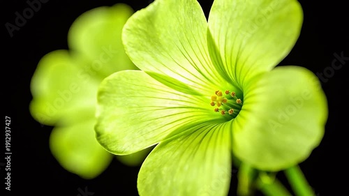 Wallpaper Mural Closeup of green flower petals Torontodigital.ca