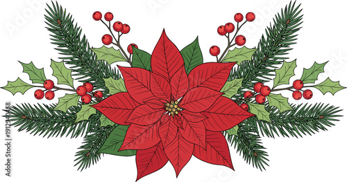 Christmas poinsettia flower arrangement with holly berries and pine branches festive botanical illustration isolated on white background