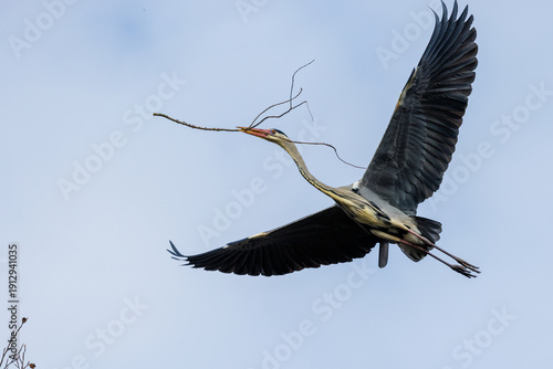 Obraz na plátně Graureiher (Ardea cinerea)
