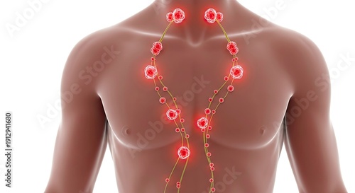 Human body lymphatic system anatomy illustration.