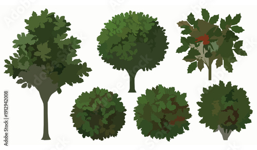 Realistic English Holly Trees and Shrubs Ilex Aquifolium Botanical Vector Collection Isolated on White Background