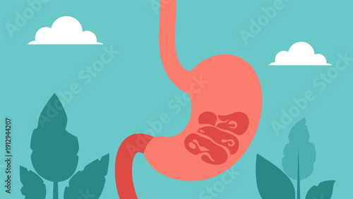 Human Stomach Anatomy Illustration.