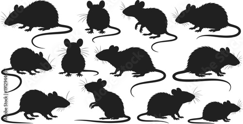 Rat silhouette pose collection, detailed rodent animals set, black furry mouse shapes, pest wildlife vector illustration isolated