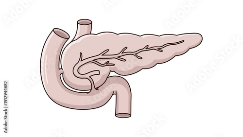 Human Pancreas Anatomy Illustration Detailed View.