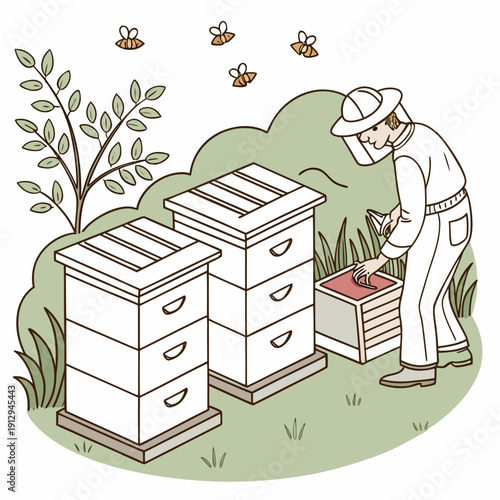 Beekeeper inspecting apiary with stacked white hives and bees