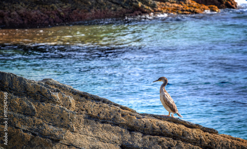 Junge Kormoran beim Sonnenbad