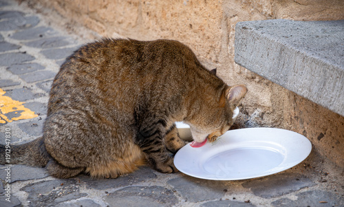 Kleine Katze, großer Hunger