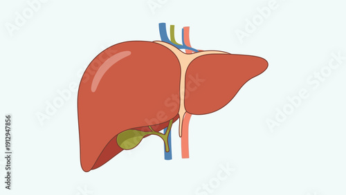 Human Liver Anatomy Illustration Detailed View.