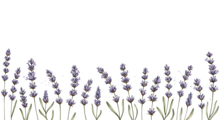 Watercolor lavender border illustration isolated on transparent background, soft and delicate
