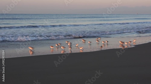 A flock of sanderlings running along the sandy shoreline at the water’s edge
