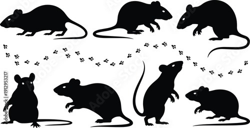 Rat silhouette animal poses with footprint trails, black rodent illustration set, isolated wildlife mammal vector collection