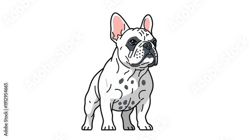 Alert French Bulldog dog with bat ears and a white coat with grey patches standing alert against a white background.