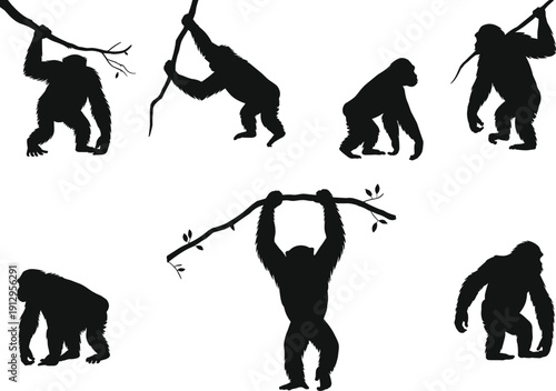 Gorilla silhouette poses set, wild ape actions, primate holding branches, jungle wildlife illustration collection, black vector design