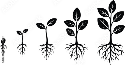Silhouette illustration of five plant growth stages from seedling to mature plant, showing roots, stem, and leaves for biology, education, and environmental design themes