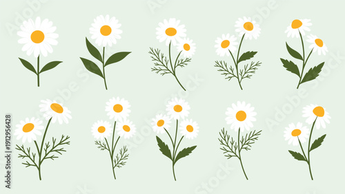 Collection of hand-drawn chamomile flowers with green leaves and yellow centers arranged in various clusters and single stems.