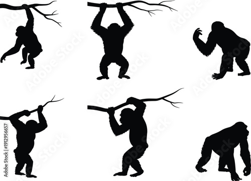 Gorilla silhouette collection, wild ape poses, primate animal shapes, jungle wildlife illustration set, black vector design