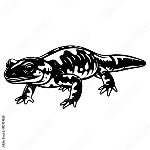 Black and white illustration of a salamander in a stylized line drawing