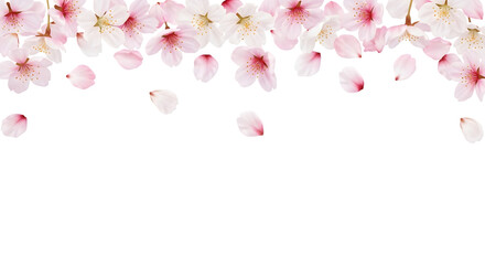 Delicate cherry blossom border with falling petals, isolated on transparent background