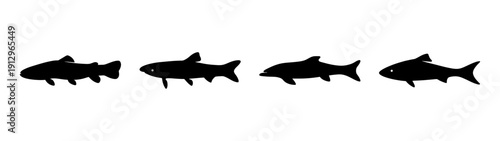 Set of bichir fish silhouettes in flat design vector illustration