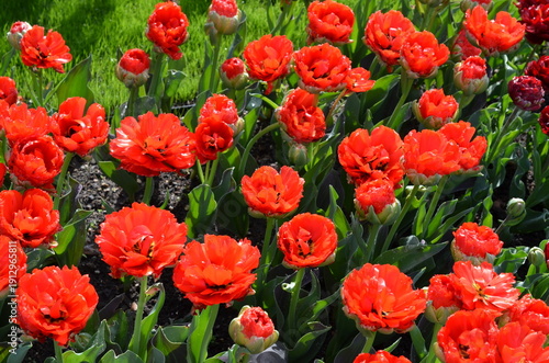 Czerwone tulipany w wiosennym ogrodzie © Ewa