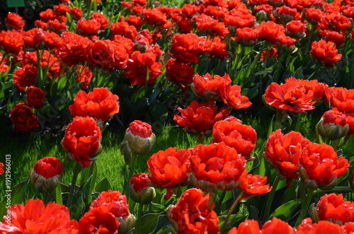 Czerwone tulipany w wiosennym ogrodzie © Ewa
