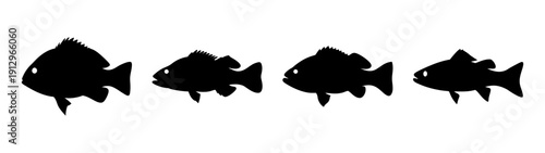 Collection of Sea Bass Silhouettes in Flat Design Vector Illustration