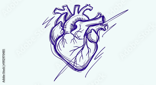 Anatomical heart sketch artwork medical illustration for healthcare design