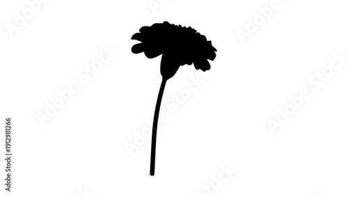 Marigold flower blossom, black isolated silhouette
